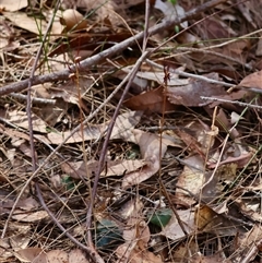 Acianthus caudatus at Moruya, NSW - suppressed
