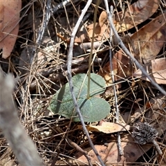 Acianthus caudatus at Moruya, NSW - suppressed