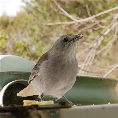 Colluricincla harmonica (Grey Shrikethrush) at Freshwater Creek, VIC - 8 Aug 2025 by WendyEM