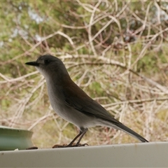 Colluricincla harmonica (Grey Shrikethrush) at Freshwater Creek, VIC - 8 Aug 2025 by WendyEM
