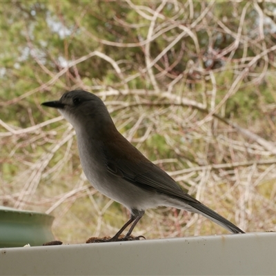 Colluricincla harmonica (Grey Shrikethrush) at Freshwater Creek, VIC - 8 Aug 2025 by WendyEM