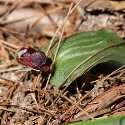 Corybas unguiculatus (Small Helmet Orchid) at Moruya, NSW - 28 Aug 2025 by LisaH