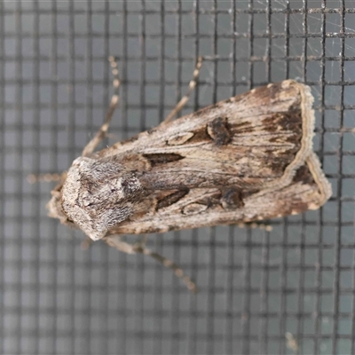Agrotis munda (Brown Cutworm) at Moruya, NSW - 28 Aug 2025 by LisaH