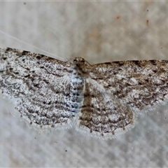 Phelotis cognata (Long-fringed Bark Moth) at Moruya, NSW - 28 Aug 2025 by LisaH