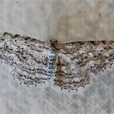 Phelotis cognata (Long-fringed Bark Moth) at Moruya, NSW - 28 Aug 2025 by LisaH