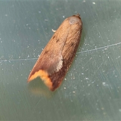 Tachystola acroxantha (A Concealer moth) at Moruya, NSW - 28 Aug 2025 by LisaH