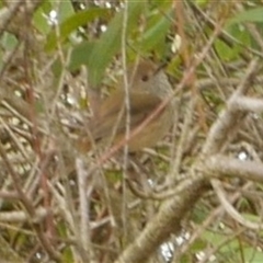 Acanthiza pusilla (Brown Thornbill) at Freshwater Creek, VIC - 8 Aug 2025 by WendyEM