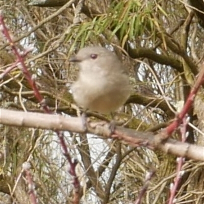 Pachycephala pectoralis (Golden Whistler) at Freshwater Creek, VIC - 8 Aug 2025 by WendyEM