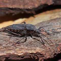 Poecilometis patruelis (Gum Tree Shield Bug) at Yarralumla, ACT - 22 Aug 2025 by TimL