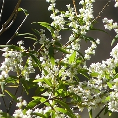 Leucopogon affinis (Lance Beard-heath) at Mittagong, NSW - 26 Aug 2025 by Curiosity