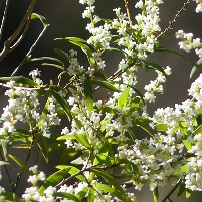 Leucopogon affinis (Lance Beard-heath) at Mittagong, NSW - 26 Aug 2025 by Curiosity