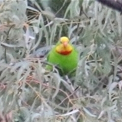 Polytelis swainsonii (Superb Parrot) at Dickson, ACT - 28 Aug 2025 by Lisa.Jok