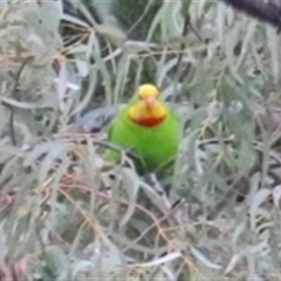 Polytelis swainsonii (Superb Parrot) at Dickson, ACT - 28 Aug 2025 by Lisa.Jok