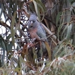 Callocephalon fimbriatum (Gang-gang Cockatoo) at Dickson, ACT - 28 Aug 2025 by Lisa.Jok