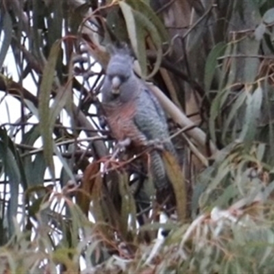 Callocephalon fimbriatum (Gang-gang Cockatoo) at Dickson, ACT - 28 Aug 2025 by Lisa.Jok