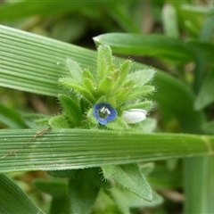 Veronica arvensis (Wall Speedwell) at Charleys Forest, NSW - 26 Oct 2022 by arjay
