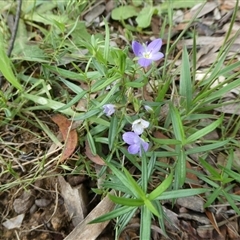Veronica gracilis (Slender Speedwell) by arjay
