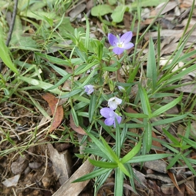 Veronica gracilis (Slender Speedwell) at  - suppressed by arjay