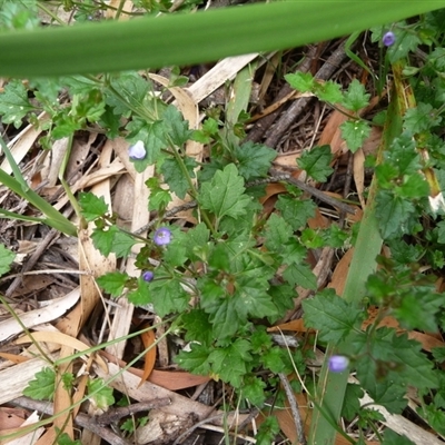 Veronica plebeia (Trailing Speedwell, Creeping Speedwell) at Charleys Forest, NSW - 24 Nov 2013 by arjay