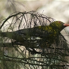 Oriolus sagittatus (Olive-backed Oriole) at Mittagong, NSW - 26 Aug 2025 by Curiosity