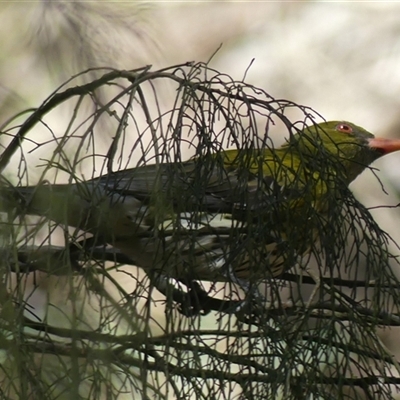 Oriolus sagittatus (Olive-backed Oriole) at Mittagong, NSW - 26 Aug 2025 by Curiosity