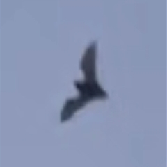 Microchiroptera (suborder) (A microbat) at Dickson, ACT - 15 Aug 2025 by Lisa.Jok