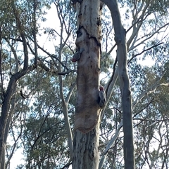 Eolophus roseicapilla (Galah) at Bruce, ACT - 20 Aug 2025 by Lisa.Jok