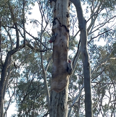 Eolophus roseicapilla (Galah) at Bruce, ACT - 20 Aug 2025 by Lisa.Jok