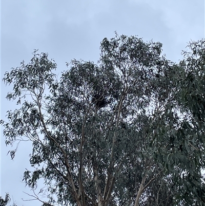 Corvus coronoides (Australian Raven) at Lyneham, ACT - 20 Aug 2025 by Lisa.Jok