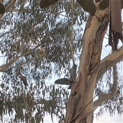 Callocephalon fimbriatum (Gang-gang Cockatoo) at Dickson, ACT - 23 Aug 2025 by Lisa.Jok