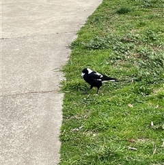 Gymnorhina tibicen (Australian Magpie) at Dickson, ACT - 26 Aug 2025 by Lisa.Jok