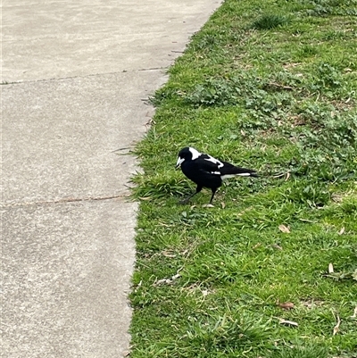 Gymnorhina tibicen (Australian Magpie) at Dickson, ACT - 26 Aug 2025 by Lisa.Jok