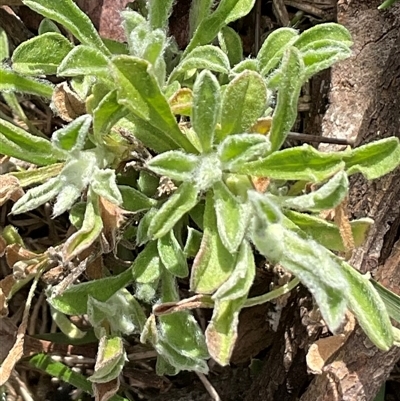 Vittadinia gracilis (New Holland Daisy) at Yarralumla, ACT - 24 Aug 2025 by Jennybach