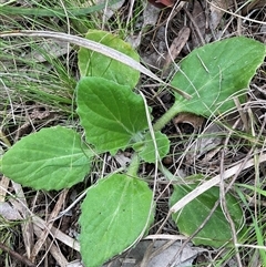 Cymbonotus (genus) (Bears Ears) at Yarralumla, ACT - 24 Aug 2025 by Jennybach