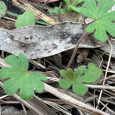Geranium solanderi var. solanderi (Native Geranium) at Yarralumla, ACT - 24 Aug 2025 by Jennybach