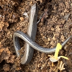 Hemiergis talbingoensis (Eastern Three-toed Earless Skink) at Aranda, ACT - 26 Aug 2025 by SteveBorkowskis