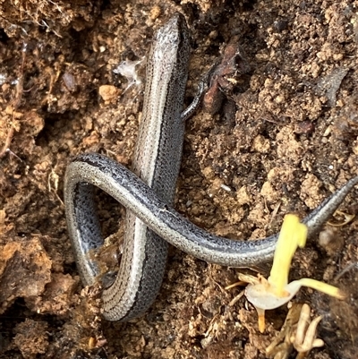 Hemiergis talbingoensis (Eastern Three-toed Earless Skink) at Aranda, ACT - 26 Aug 2025 by SteveBorkowskis