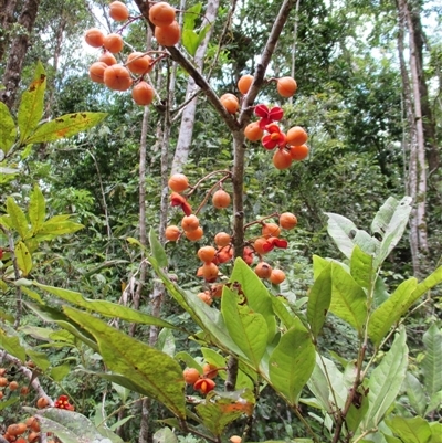 Lepiderema sericolignis (silkwood) at Syndicate, QLD - 2 Nov 2014 by JasonPStewart