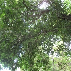 Lepiderema sericolignis (silkwood) at Syndicate, QLD - 27 Mar 2015 by JasonPStewart