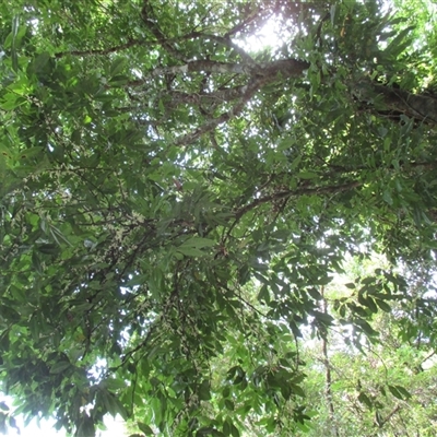Lepiderema sericolignis (silkwood) at Syndicate, QLD - 27 Mar 2015 by JasonPStewart