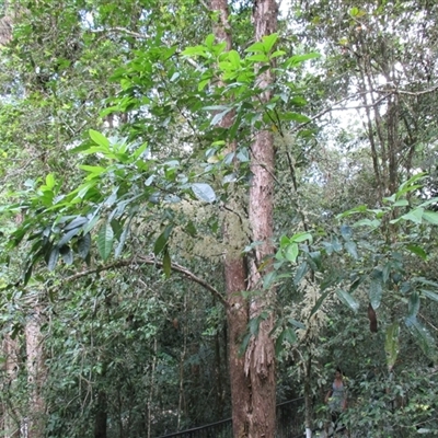 Lepiderema sericolignis (silkwood) at Syndicate, QLD - 1 Apr 2015 by JasonPStewart