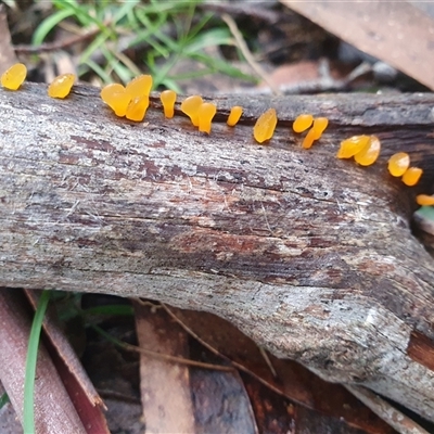 Dacrymyces sp. at  - suppressed by Aussiegall