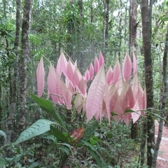Lepiderema sericolignis (silkwood) at Syndicate, QLD - 28 Dec 2018 by JasonPStewart