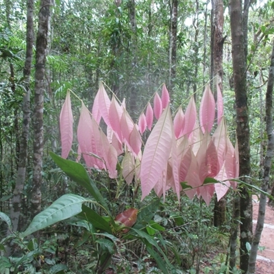 Lepiderema sericolignis (silkwood) at Syndicate, QLD - 28 Dec 2018 by JasonPStewart