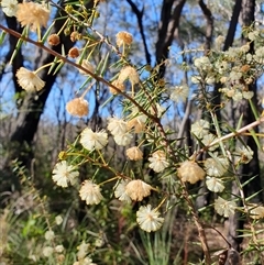 Acacia ulicifolia (Prickly Moses) at Penrose, NSW - 14 Aug 2025 by Aussiegall