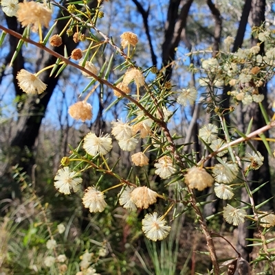 Acacia ulicifolia (Prickly Moses) at Penrose, NSW - 14 Aug 2025 by Aussiegall