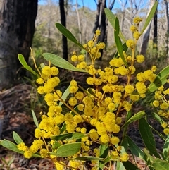 Acacia rubida (Red-stemmed Wattle, Red-leaved Wattle) at Penrose, NSW - 14 Aug 2025 by Aussiegall