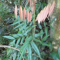 Lepiderema sericolignis (silkwood) at Syndicate, QLD - 26 Apr 2015 by JasonPStewart