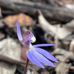 Caladenia caerulea (Blue Fingers, Blue Fairies) at Bruce, ACT - 29 Aug 2025 by Clarel