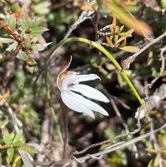 Caladenia fuscata (Dusky Fingers) at Bruce, ACT - 29 Aug 2025 by Clarel